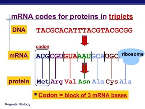 12.3 dna, rna, and protein