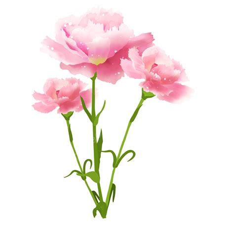 Pink Carnation Hd Transparent, Three Pink Carnations Bouquet, Carnation, Bouquet, Flowers PNG ...