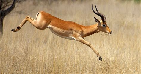 Animal You: Impala