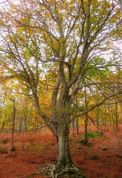 Haya. Situado en Herguijuela de la Sierra (Salamanca, España), es el haya más meridional de ...