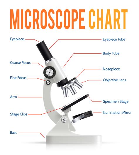 Partes Del Microscopio Dibujo | Images and Photos finder
