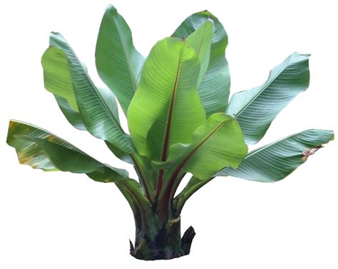 Tropical Plants Banana Tree - Make sure to visit GardenAnswers.com and ...