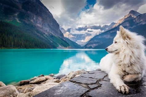 Visiting Banff National Park with Your Pet - Banff National Park