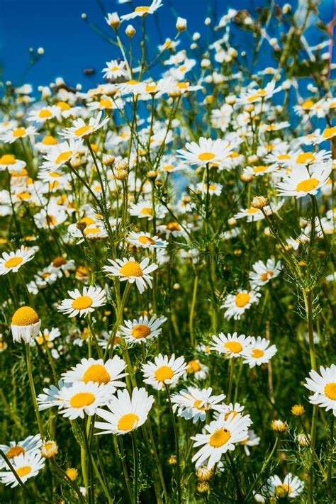 Beautiful Chamomile Flowers Close-up Stock Image - Image of environment ...