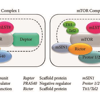 mTOR structure and components. In mammals, the mTOR kinase interacts... | Download Scientific ...