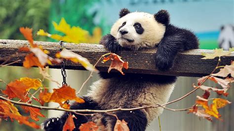 Panda, bears, funny animals, zoo autumn, HD wallpaper | Peakpx