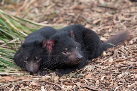 Tasmanian Devil Sound : Are Tasmanian Devils Dangerous, Maybe you would like to learn more about ...