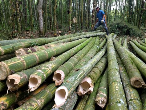 Bamboo Provides and Endless Supply of Timber