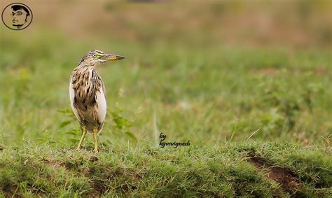 crain bird - Scene taken in Farming Land while harvesting | Bird ...