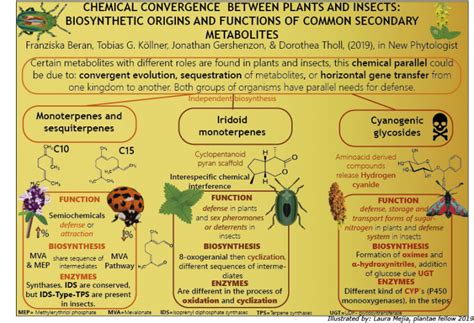 Chemical convergence between plants and insects: biosynthetic origins ...