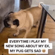 Hathesooyoung Pug GIF - Hathesooyoung Pug Sad Dog - Discover & Share GIFs