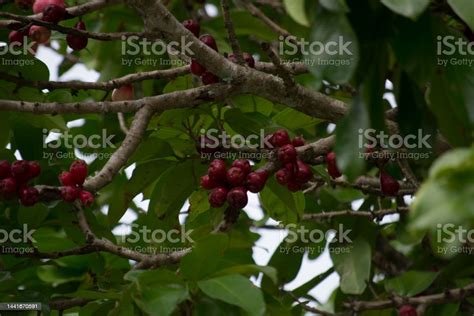 Jambo Tree Where It Presents The Leaves Branches And Red And Small Fruits In The Formation Phase ...