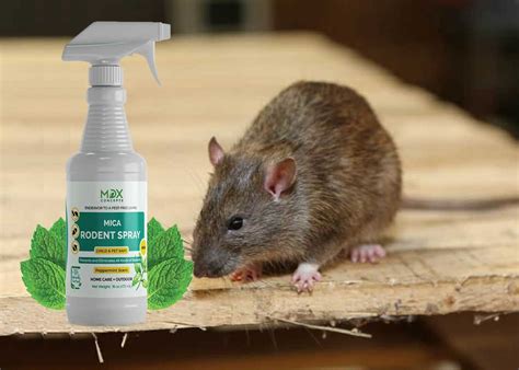 The 7 Best Rat Repellent Reviewed - Buying Guide