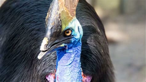 Сassowary Bird Sounds - Listen here to cassowary call sound! - YouTube