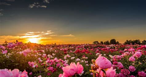 Flower Field Ultra HD Wallpapers - Wallpaper Cave