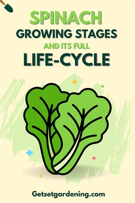 Spinach Growing Stages and Its Life-Cycle in 2023 | Spinach, New things to learn, Pharmacy fun