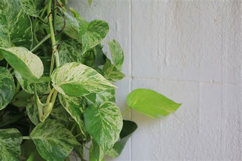 Poisonous Houseplants for Sale - Buying & Growing Guide - Trees.com