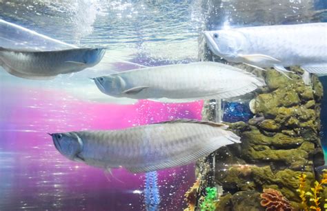 Adding an Arowana to Your Tank - Hikari Sales USA