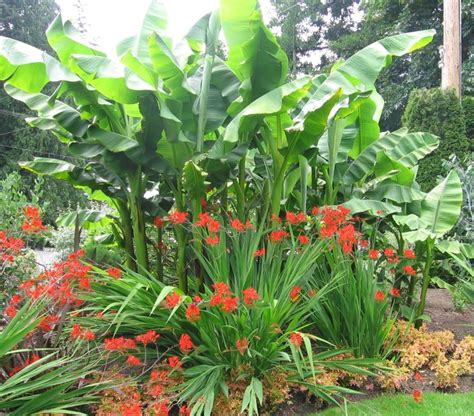 Musa basjoo, Hardy Japanese Banana. Protect with lots of mulch into ...