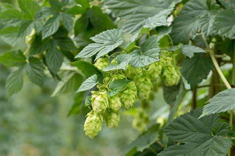 Humulus lupulus (Common Hop)