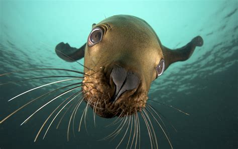 nature, Animals, Seals, Underwater, Closeup, Sea Wallpapers HD / Desktop and Mobile Backgrounds