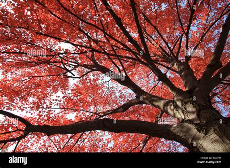 Fall Colors in the Forest Stock Photo - Alamy