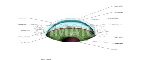 Iridocorneal angle-Gonioscopy: Cornea, Schwalbe line, Sulcus sclerae, Trabecular tissue | Eye ...