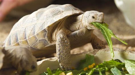 Desert Tortoise Habitat at the Springs Preserve - YouTube