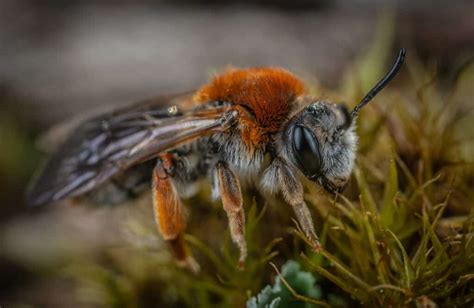 Fear of Bees (Melissophobia/Apiphobia) - Beekeeping 101