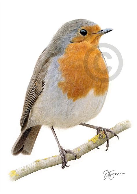 Robin Redbreast Color Pencil Drawing Print Bird Art - Etsy