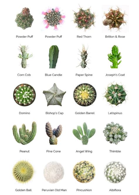 Blackwoods.co.za » Succulent Identification Charts in 2022 | Types of succulents plants ...