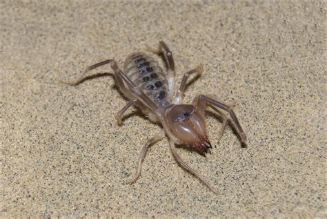 Camel Spider Insect Facts - AZ Animals