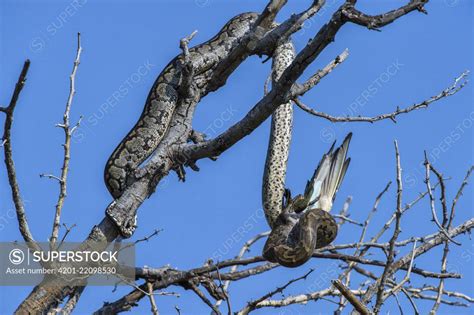 African Rock Python (Python sebae) feeding on Bee-eater (Merops sp), Marakele National Park ...