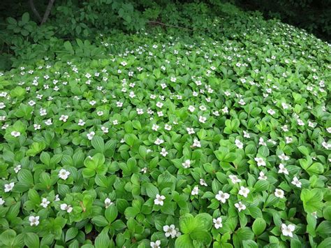 Cornus canadensis - Bird Gardens