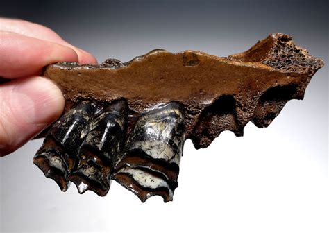 GIANT DEER MEGALOCEROS FOSSIL PARTIAL MAXILLA WITH INCREDIBLY COLORFUL ...