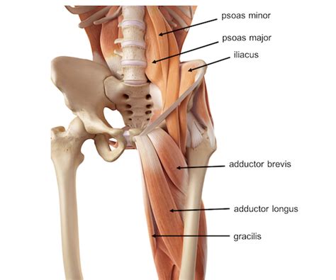 Pelvis Hip Anatomy