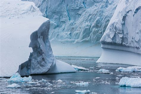 Icebergs, Cierva Cove, Antarctic Peninsula, Antarctica 2014-2.jpg | William Neill