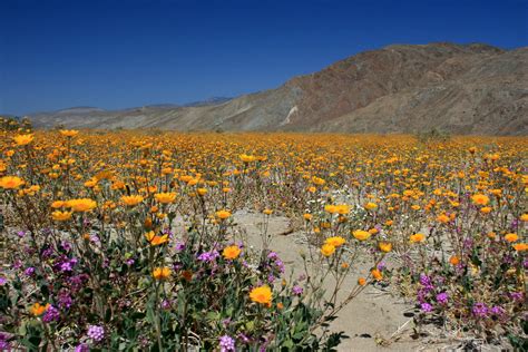 Wildflowers in Anza-Borrego Desert State Park | The desert r… | Flickr