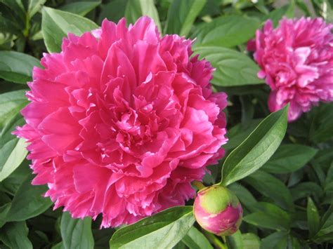 Day's View: Photo #153/365: Pink Peonies