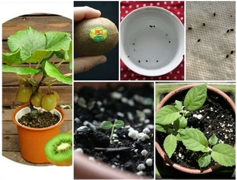 How To Grow A Kiwi Plant From Seed