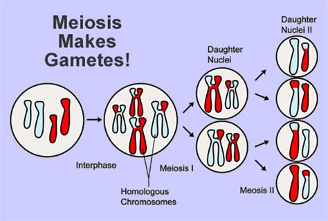 Widows to the Universe Image:/earth/Life/images/genetics_meiosis.gif