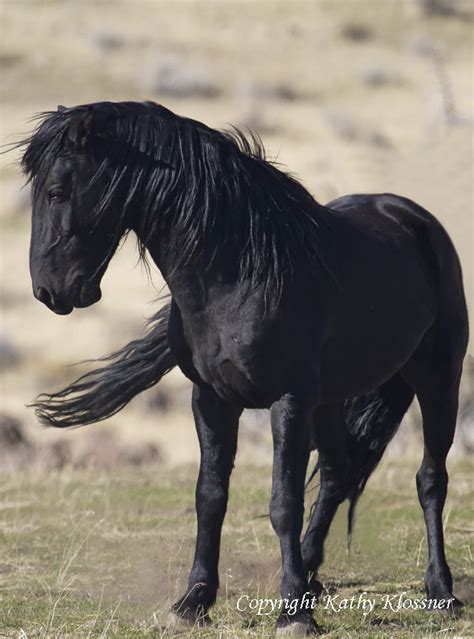 Black Stallion Midnight - Wild Black Horse