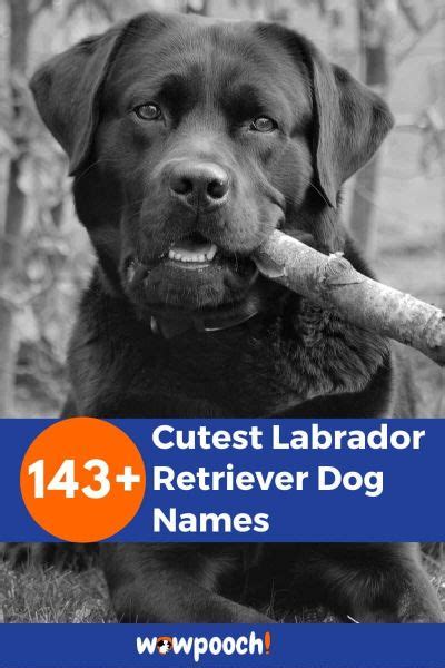 143+ Cutest Labrador Retriever Dog Names - WowPooch