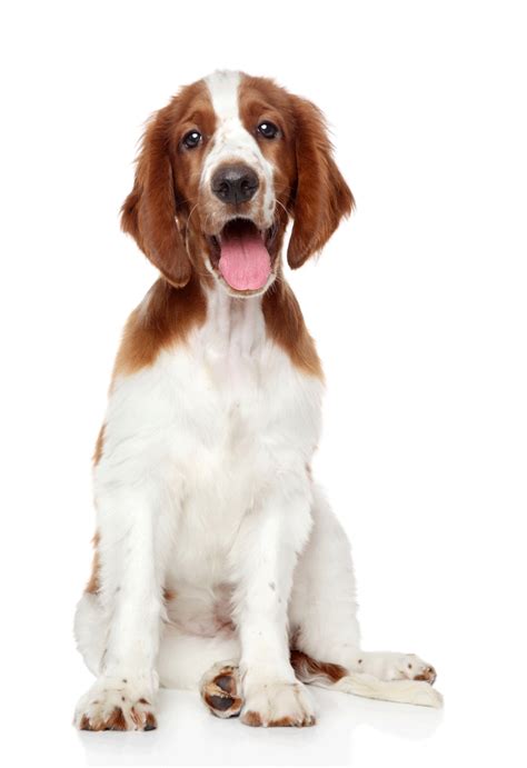 Welsh Springer Spaniel Breeders Australia | Welsh Springer Spaniel Info & puppies