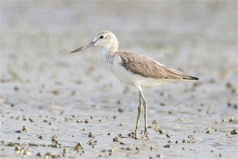 Common greenshank (Tringa nebularia)