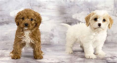 Cavachon vs Cavapoo – What’s the Difference Between These Hybrids ...