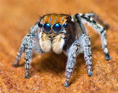 Salticidae Maratus sp. | Salticidae Maratus sp. near species… | Flickr