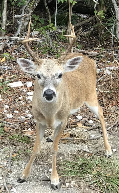 Key Deer in Big Pine Key : r/florida