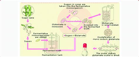 Industrial Production of Monosodium Glutamate by Fermentation. | Download Scientific Diagram