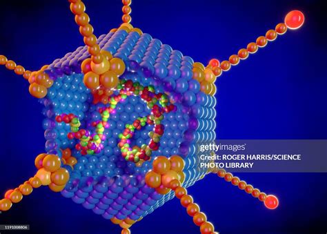 Adenovirus Structure Illustration High-Res Vector Graphic - Getty Images